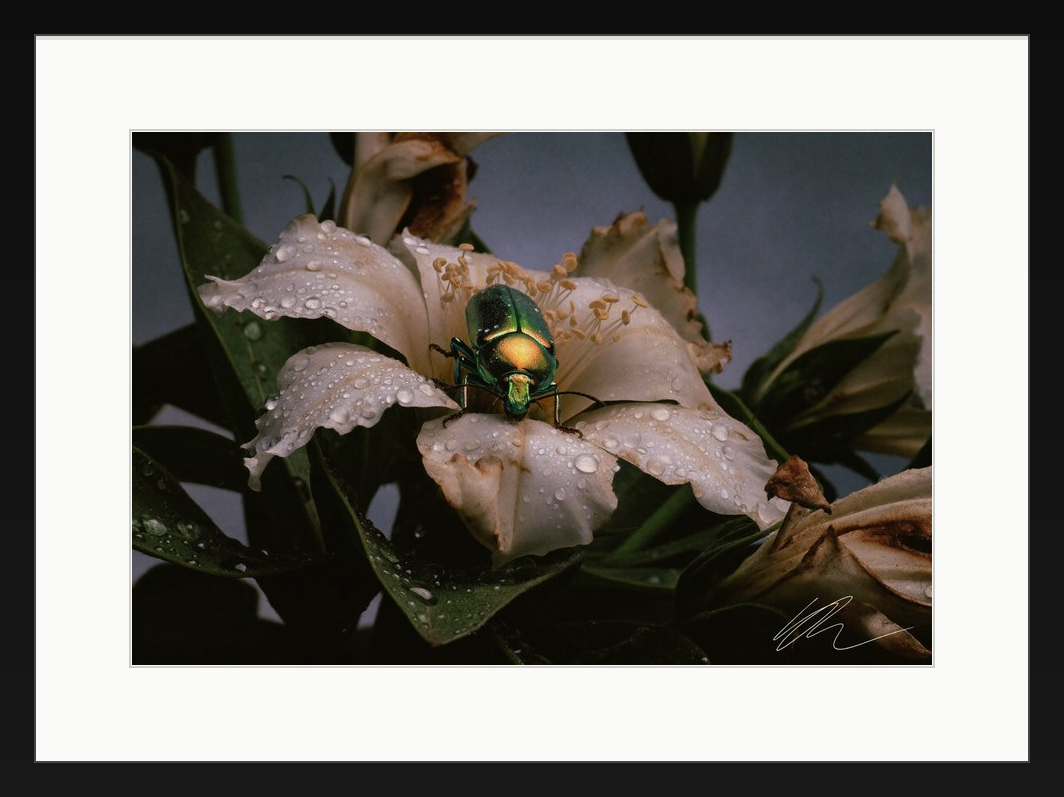 LUX VIRIDIS — gerahmt