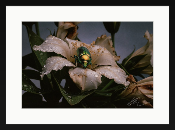 LUX VIRIDIS — Wandansicht