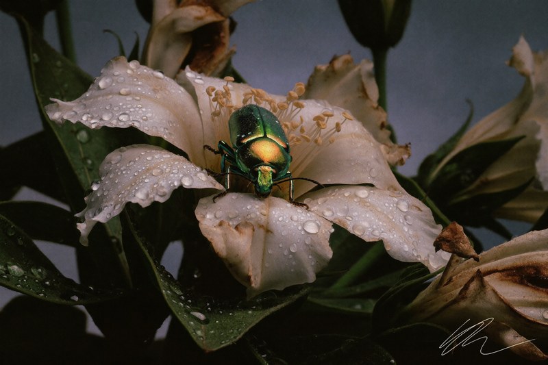 LUX VIRIDIS