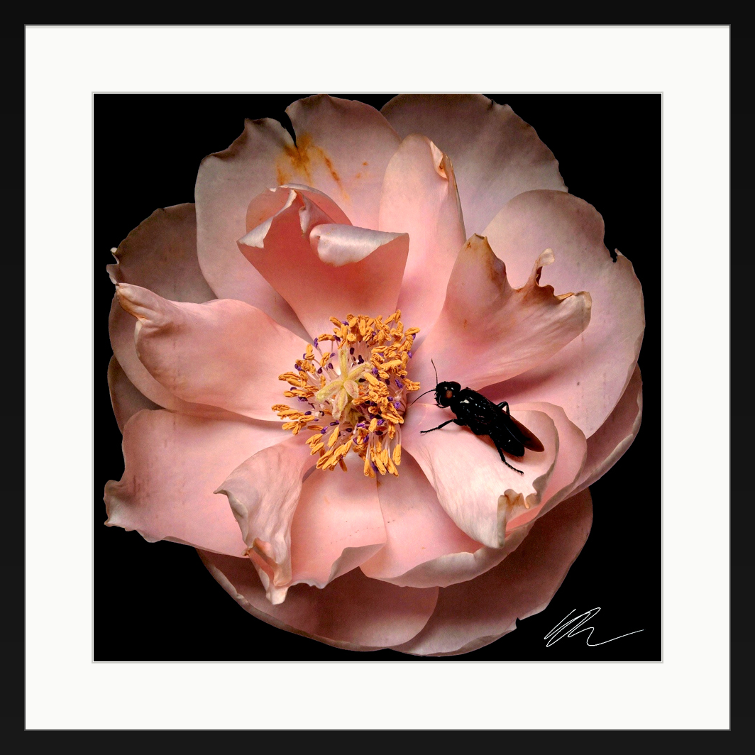 Rosa et Hospes Ater — gerahmt