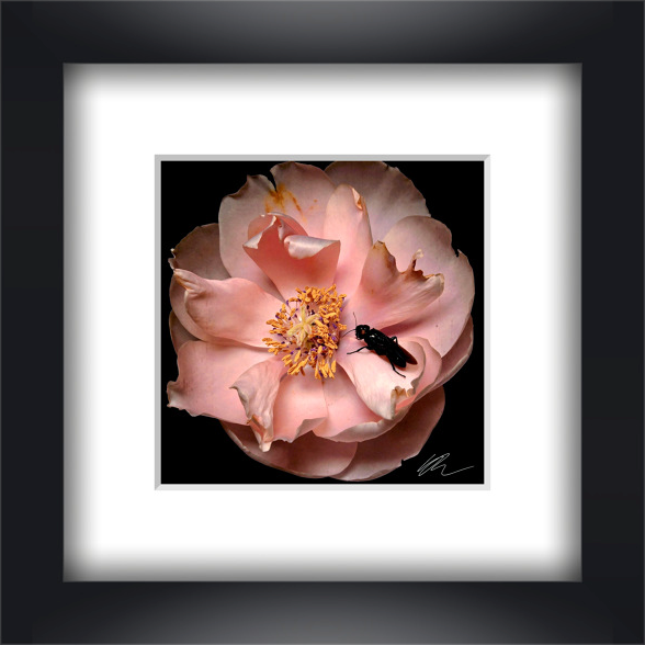 Rosa et Hospes Ater — Wandansicht